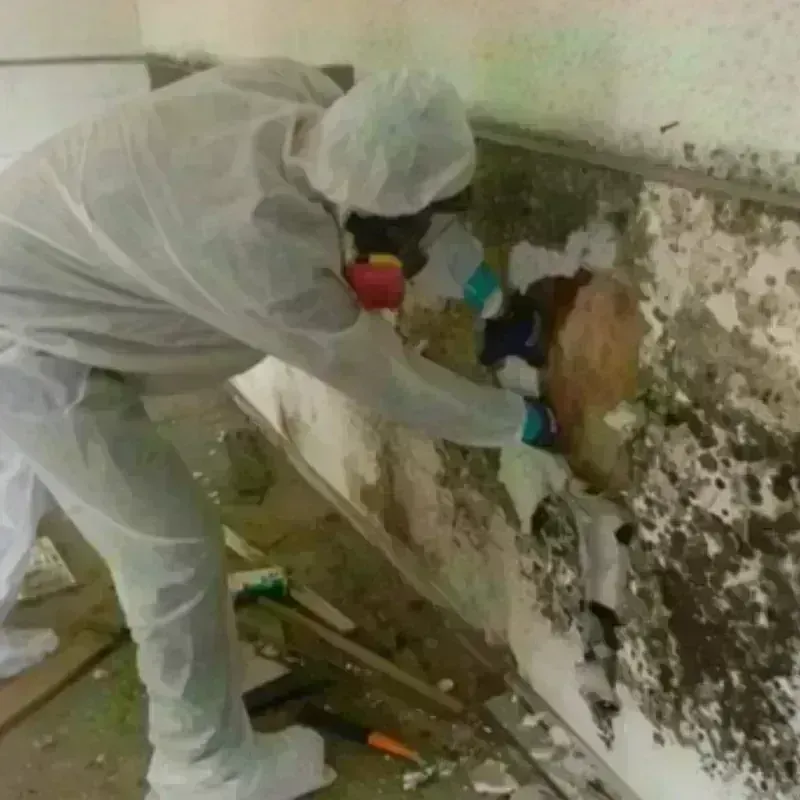 Mold Remediation and Removal in Belmont Cragin, IL